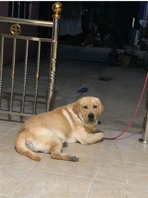 Quezon City Labradors .